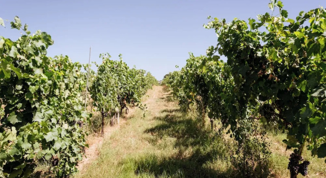 Villa Podere 109 - BioWine, Забронировать Дом для отпуска СПА-отели Побережья Маремм, SPA-услуги