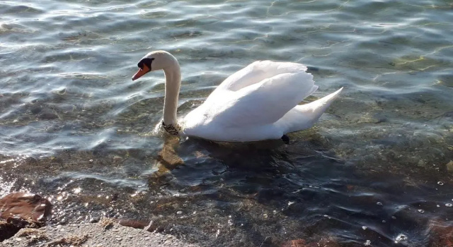 Коттедж с 3 комнатами Balaton View Apartment