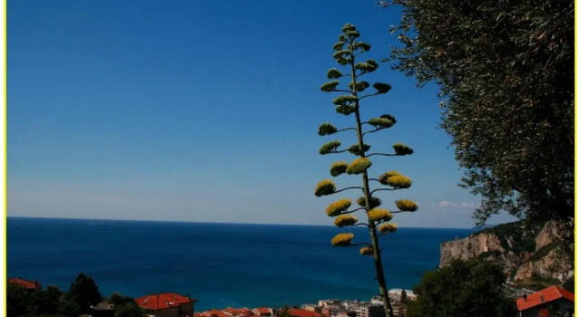 Апартаменты Villa Pierina